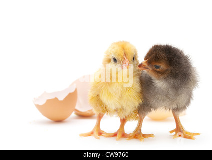 Two newborn chicken with egg shell on white Stock Photo