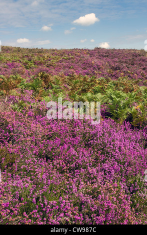 Bell Heather, (Erica cinerea), in The New Forest, Hampshire, England, UK Stock Photo