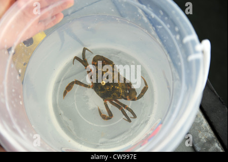 Crabbing in Fowey, Cornwall, England, UK Stock Photo