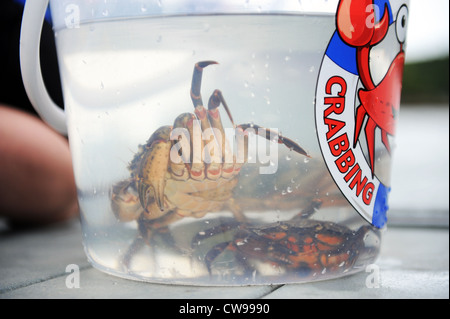 Crabbing in Fowey, Cornwall, England, UK Stock Photo