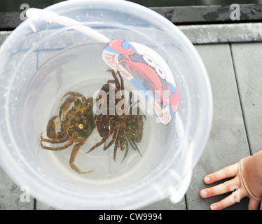 Crabbing in Fowey, Cornwall, England, UK Stock Photo