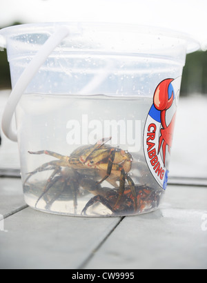 Crabbing in Fowey, Cornwall, England, UK Stock Photo