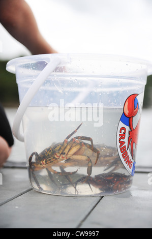 Crabbing in Fowey, Cornwall, England, UK Stock Photo