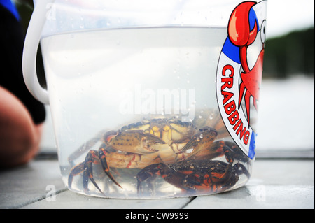 Crabbing in Fowey, Cornwall, England, UK Stock Photo