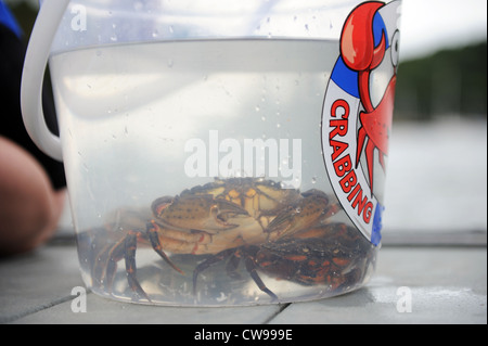 Crabbing in Fowey, Cornwall, England, UK Stock Photo