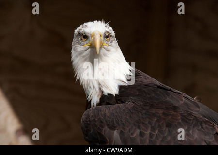 Moreton-in-Marsh:  Bald Eagle Stock Photo