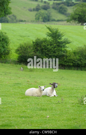 two sheep laying down in the grassy field Derbyshire england uk Stock Photo