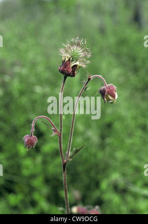 WATER AVENS Geum rivale (Rosaceae) Stock Photo