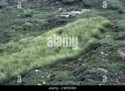 Mat Grass (Nardus stricta) Stock Photo