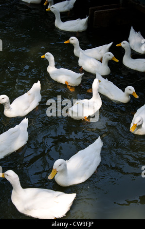 white duck in lake Stock Photo