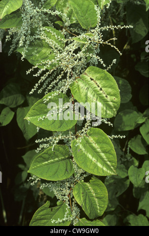 JAPANESE KNOTWEED Fallopia japonica (Polygonaceae)