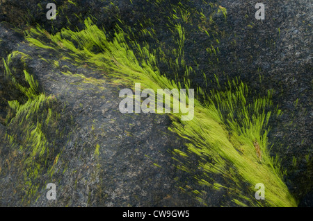 green seaweed pattern on rock Stock Photo