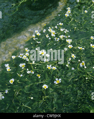 STREAM WATER-CROWFOOT Ranunculus pencillatus (Ranunculaceae) Stock Photo