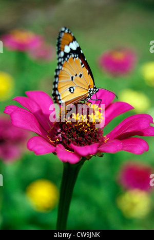 Butterfly Sitting and Sucking honey from Violet Color Dahlia flower among Lot of flowers in Garden Closeup View Kerala,India Stock Photo