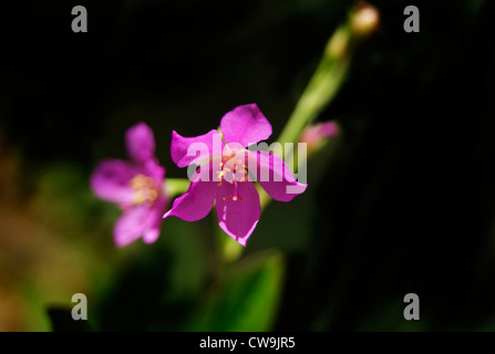 Violet color Flower from Spinach Plant in Kerala India Stock Photo