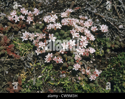 ENGLISH STONECROP Sedum anglicum (Crassulaceae) Stock Photo