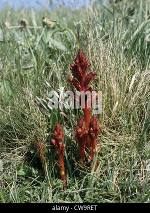 THYME BROOMRAPE Orobanche alba (Orobanchaceae) Stock Photo