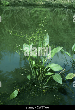 WATER-PLANTAIN Alisma plantago-aquatica (Alismataceae) Stock Photo