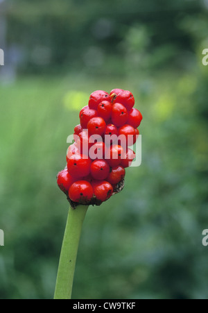 LORD-AND-LADIES Arum maculatum (Araceae) Stock Photo