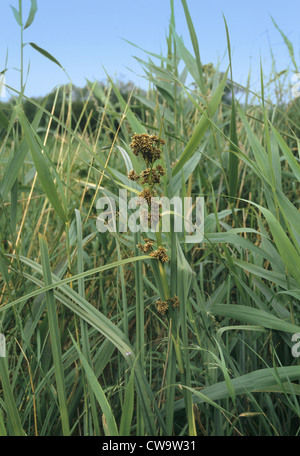 Saw/Great Fen Sedge (Cladium mariscus) Stock Photo