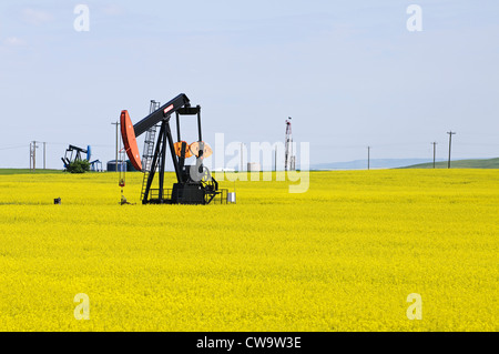 Oilfield pumpjacks in a farm field of flowering canola (rapeseed) pump crude oil near the town of Drumheller, Alberta, Canada. Stock Photo
