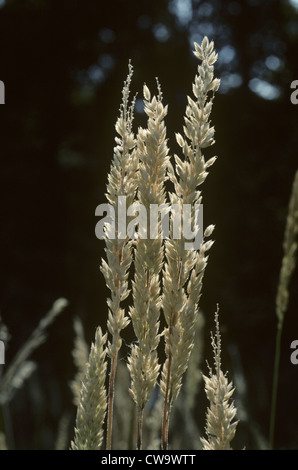 Soft Wood-grass/Creeping Soft-grass (Holcus mollis) Stock Photo