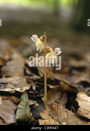 Ghost Orchid (Epipogium aphyllum) Stock Photo