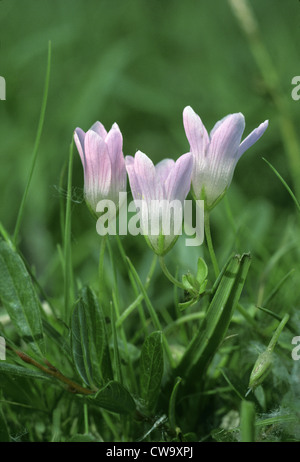 BOG PIMPERNEL Anagallis tenella (Primulaceae) Stock Photo