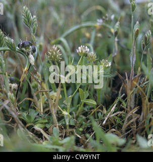UPRIGHT CLOVER (Trifolium strictum) Stock Photo