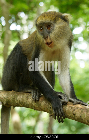 Lowe's mona monkey, Boabeng-Fiema Monkey Sanctuary, Ghana Stock Photo