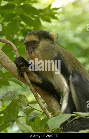 Lowe's mona monkey, Boabeng-Fiema Monkey Sanctuary, Ghana Stock Photo