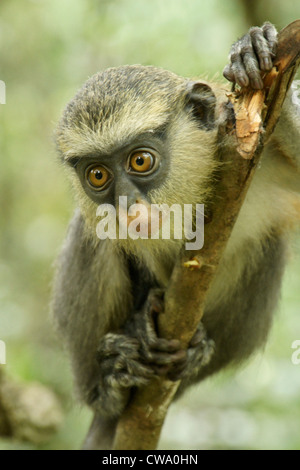 Young mona monkey sitting in tree, Tafi Atome, Ghana Stock Photo