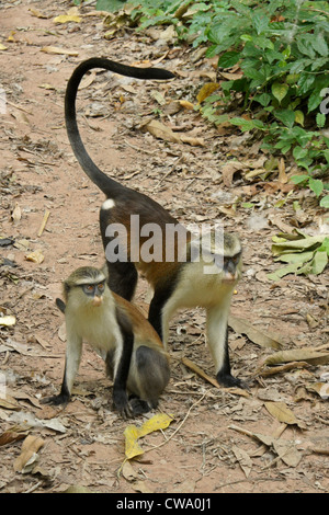 Mona monkeys at Tafi Atome, Ghana Stock Photo