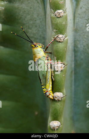 Variegated grasshopper on cactus, Ghana Stock Photo