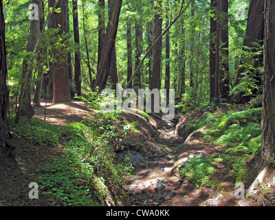 Green undergrowth under redwood trees in forest Stock Photo
