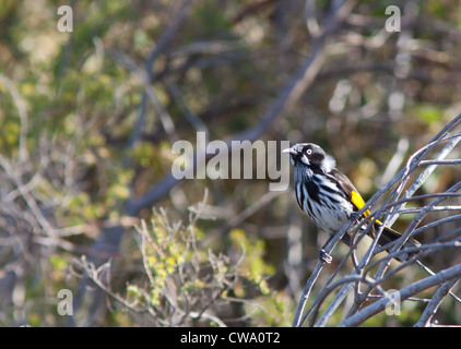 New Holland Honeyeater, Phylidonyris novaehollandiae, Australia Stock Photo