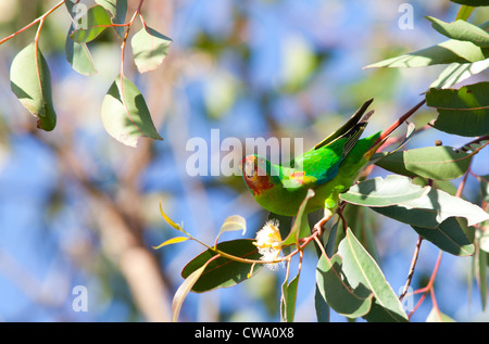 Swift Parrot, Lathamus discolor, Australia Stock Photo