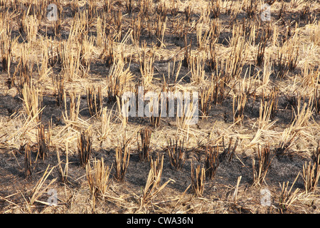 straw field burn after harvesting Stock Photo