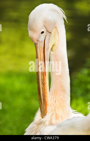 Rosy- or Great white pelican - Pelecanus onocrotalus - cleaning feathers Stock Photo