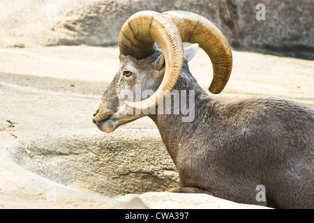 Male Mouflon or wild mountain sheep resting Stock Photo