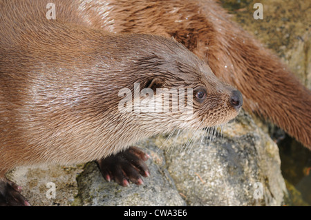 a portrait of the european otter in the finnish enviroment, Europe Stock Photo