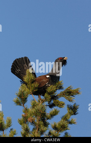 male capercaillie standing on the finnish pine, Karelia, Finland Stock Photo