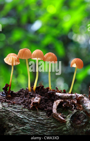 Vertical shot of fungus in a forest during daylight Stock Photo - Alamy
