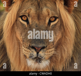 Lion portrait, Kgalagadi Transfrontier Park, Africa Stock Photo