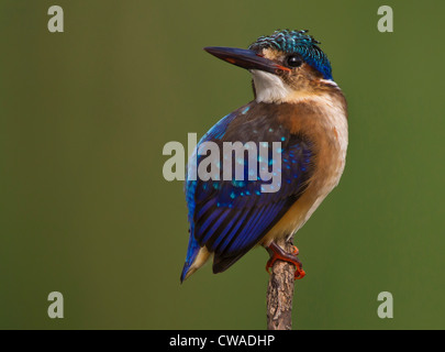 Young Malachite Kingfisher, Kgalagadi Transfrontier Park, Africa Stock Photo