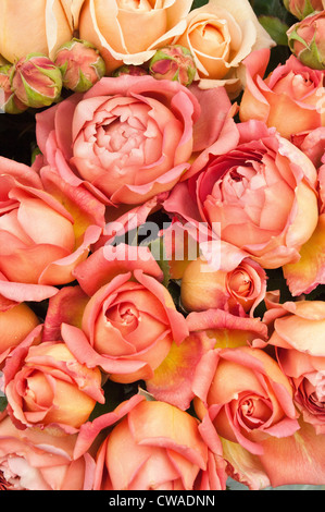 Peach coloured roses Stock Photo