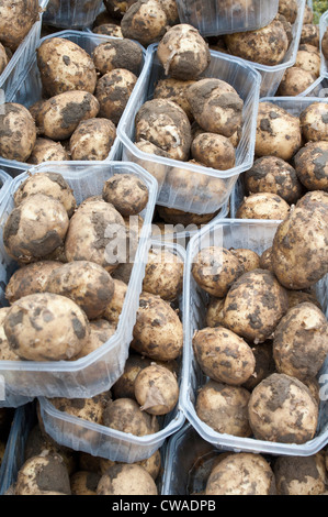 New potatoes in containers Stock Photo