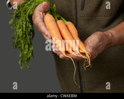 Man holding bunch of carrots Stock Photo