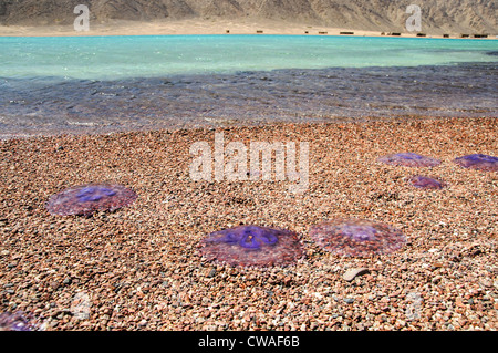 dead jellyfish on the beach of Red sea Stock Photo