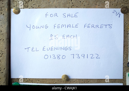 Ferrets for Sale Sign in Shop Window Stock Photo